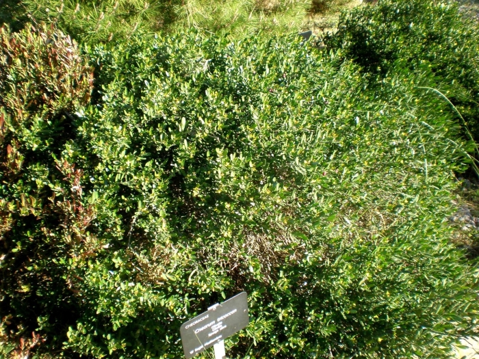 Buxus sempervirens 'variegata'