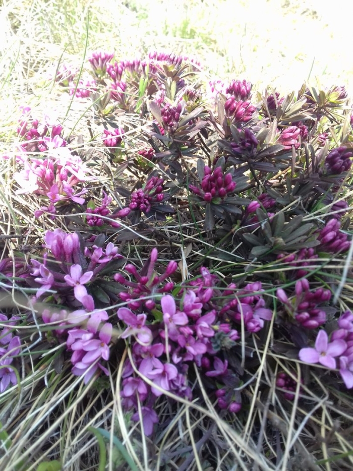 Daphne cneorum перевод на русский