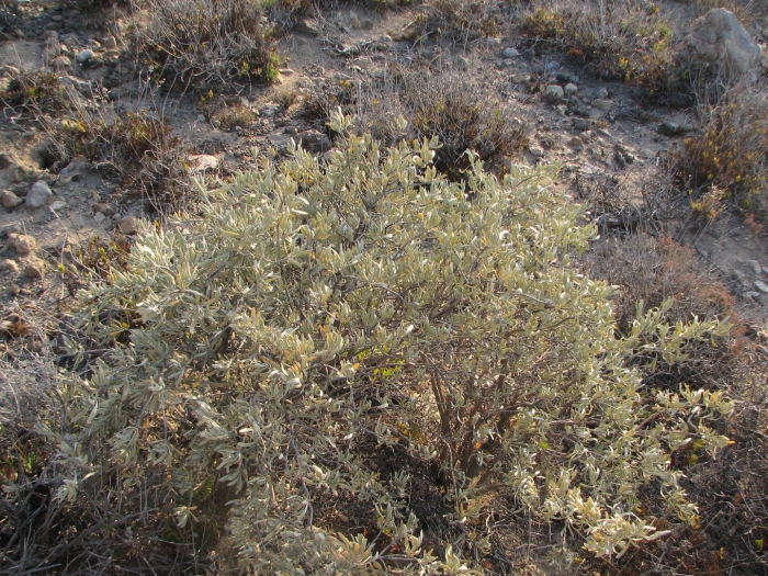 Cneorum pulverulentum