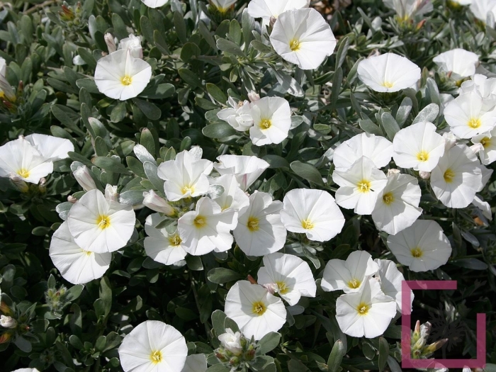 Вьюнок конвольвулюс