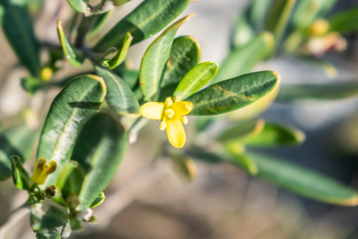 Портулак огородный