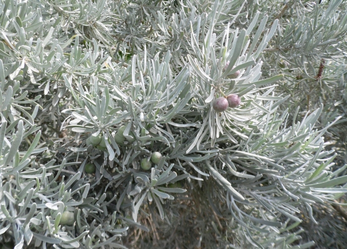 Полынь трехзубчатая artemisia