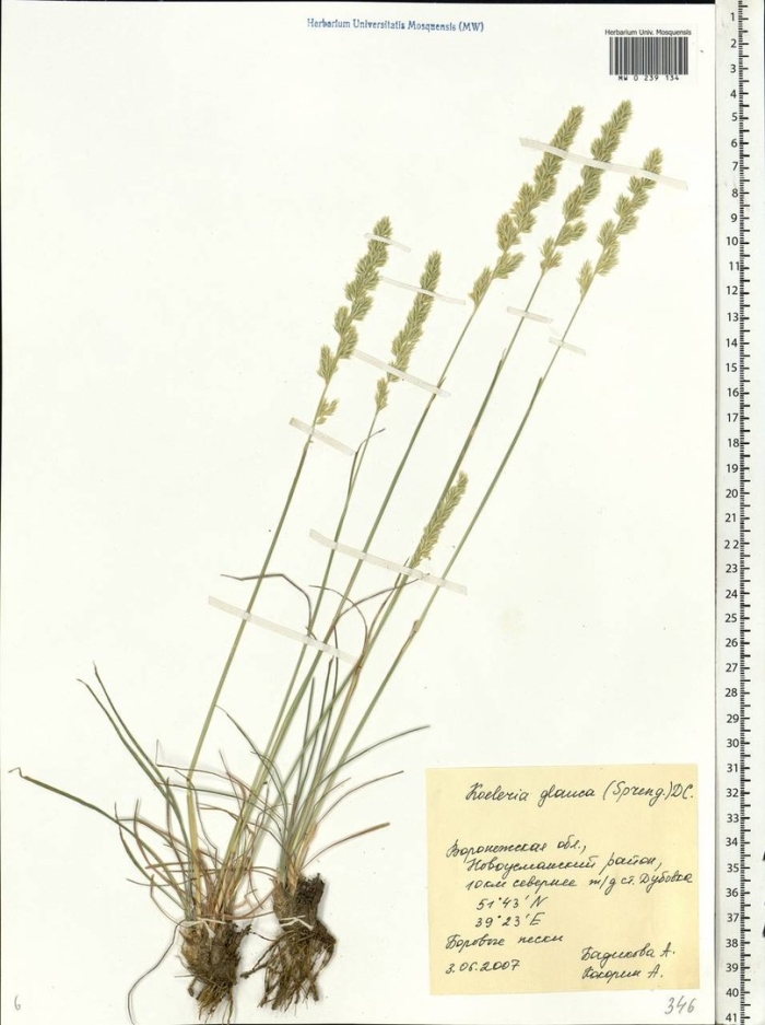 Тонконог сизый koeleria glauca