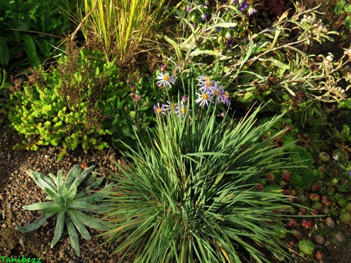 Келерия сизая (koeleria glauca)