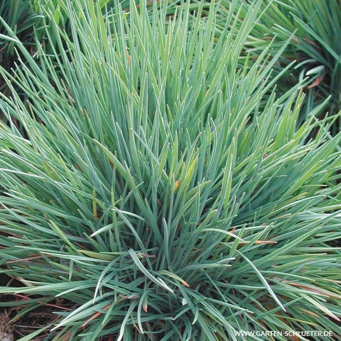 Келерия сизая (тонконог)