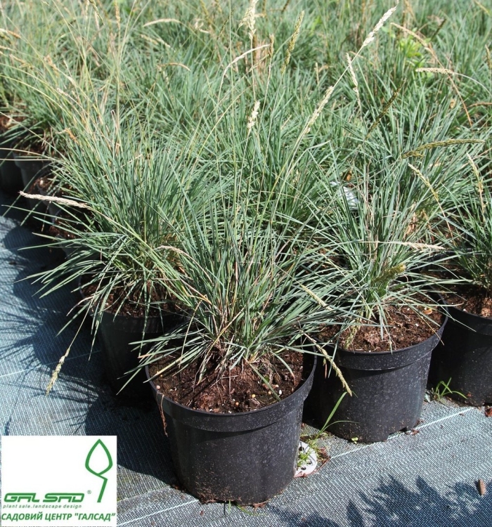 Овсяница сизая