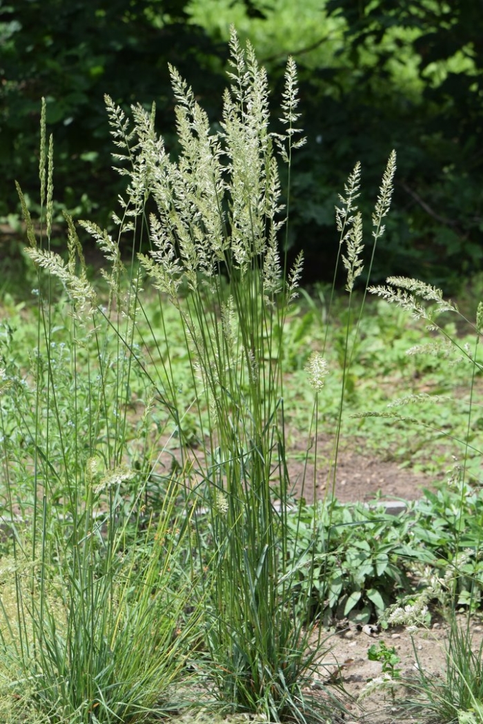 Тонконог сизый koeleria glauca