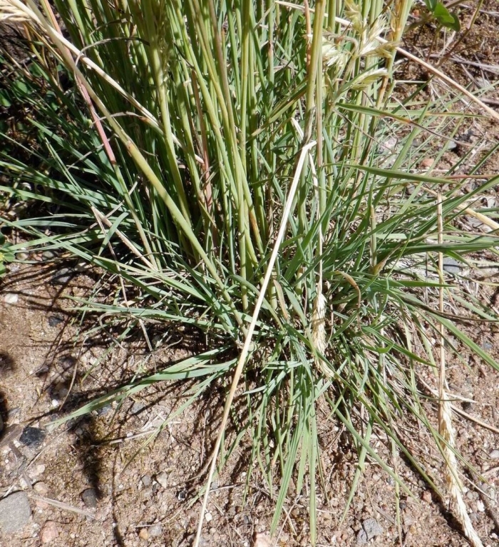 Sisyrinchium mucronatum