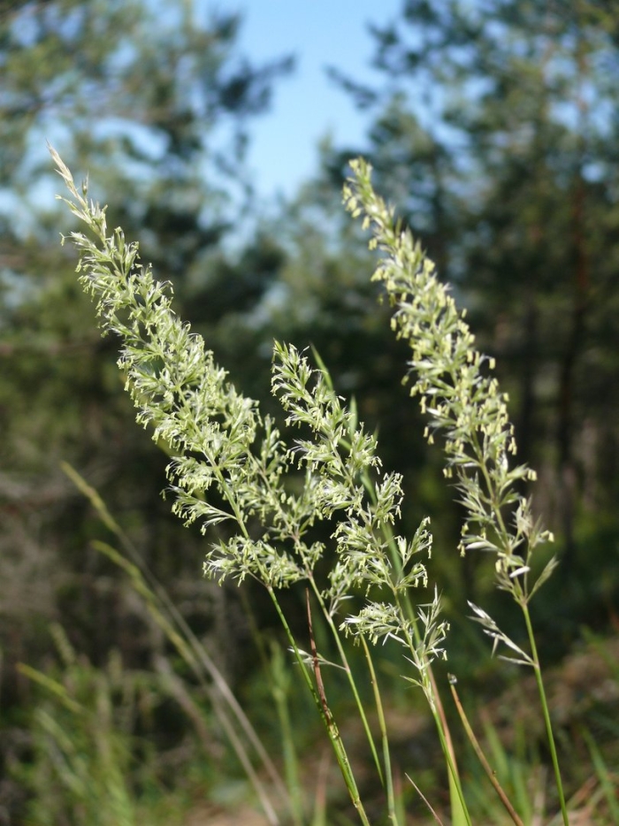 Calamagrostis koelerioides