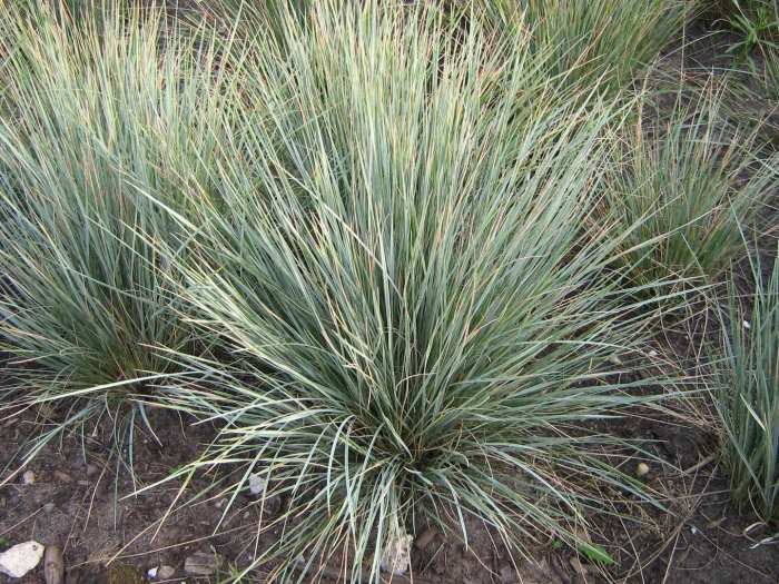 Helictotrichon sempervirens