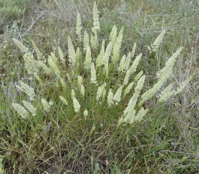 Тонконог (koeleria).