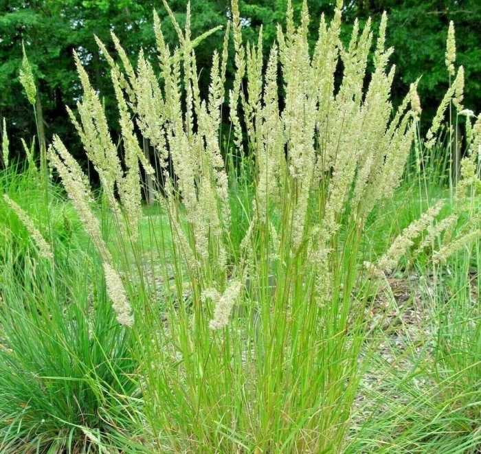 Calamagrostis epigeios