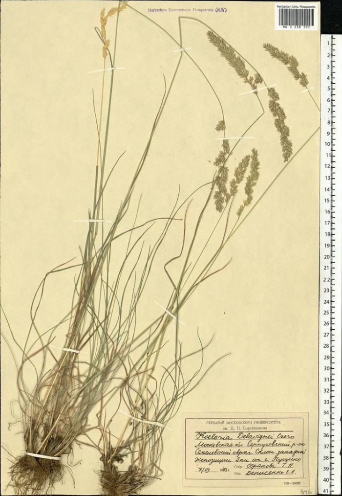Мятлик обыкновенный царство