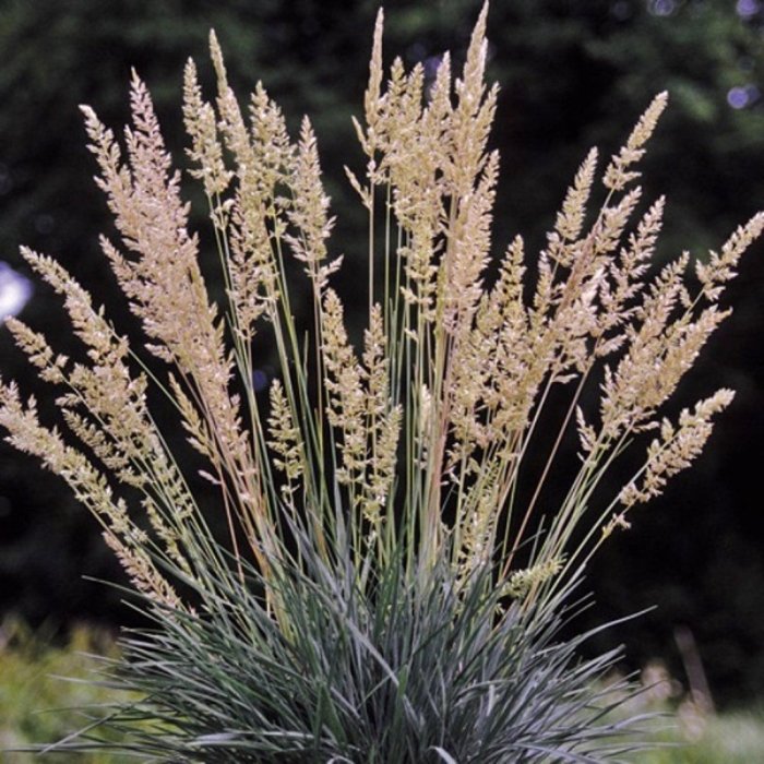 Вейник calamagrostis brachytricha