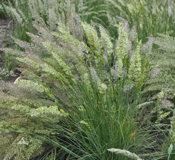 Pennisetum alopecuroides