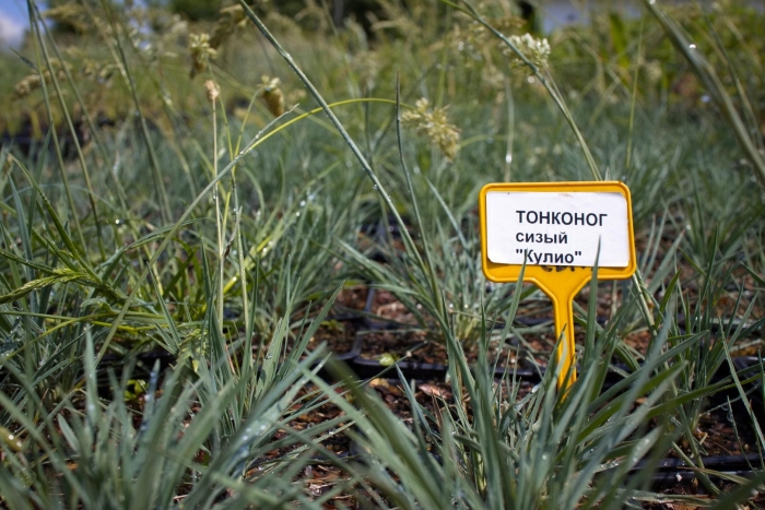 Семена тонконог сизый