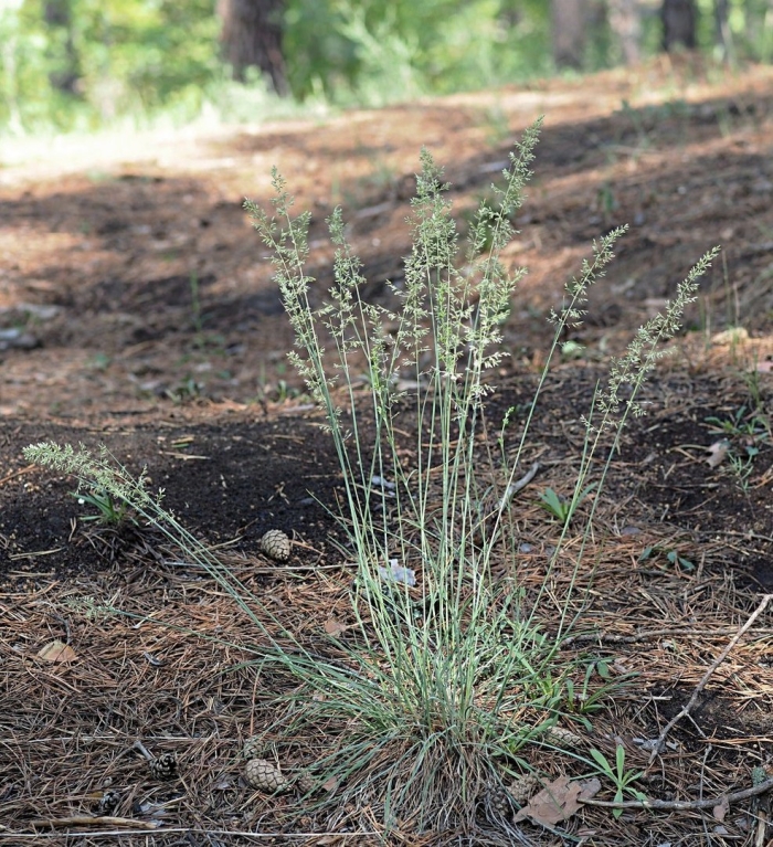 Festuca brachyphylla