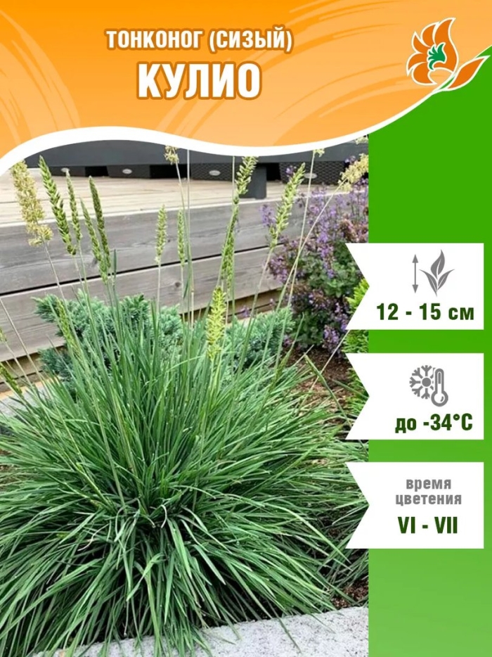 Семена тонконог сизый