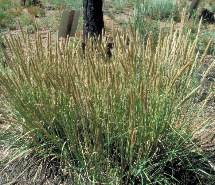 Вейник остроцветковый карл форстер