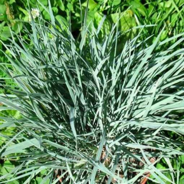 Осока сизая (carex glauca)