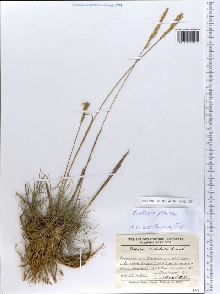 Овсяница овечья festuca ovina