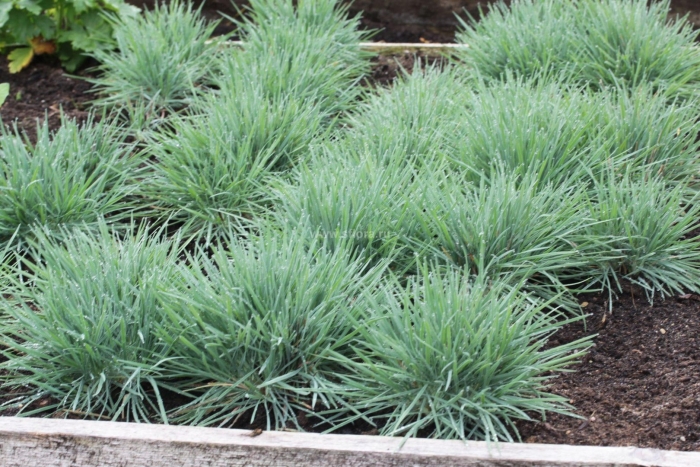 Овсяница сизая uchte