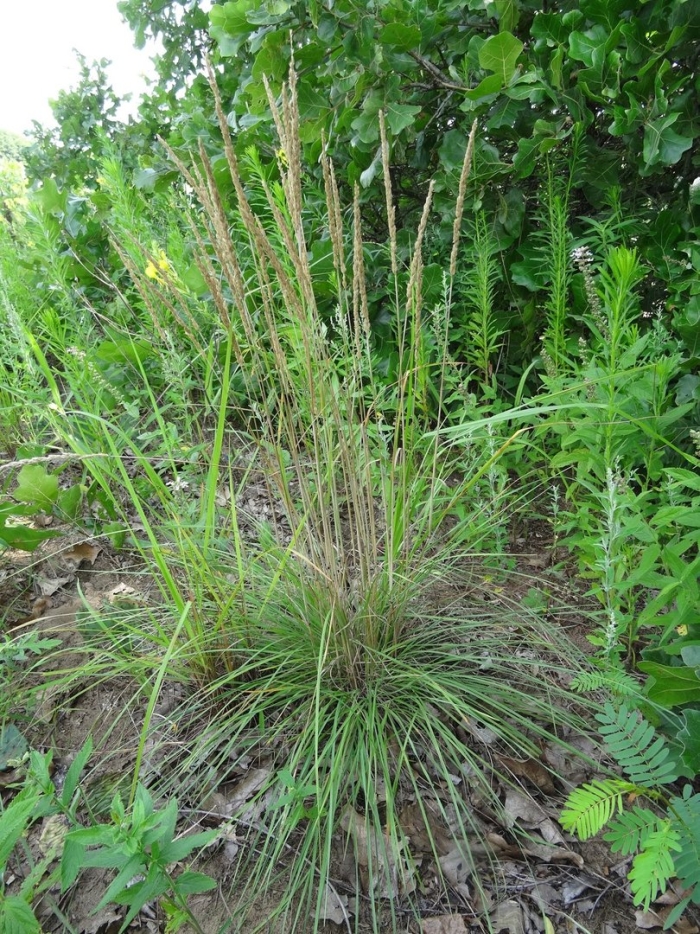 Тонконог гребенчатый