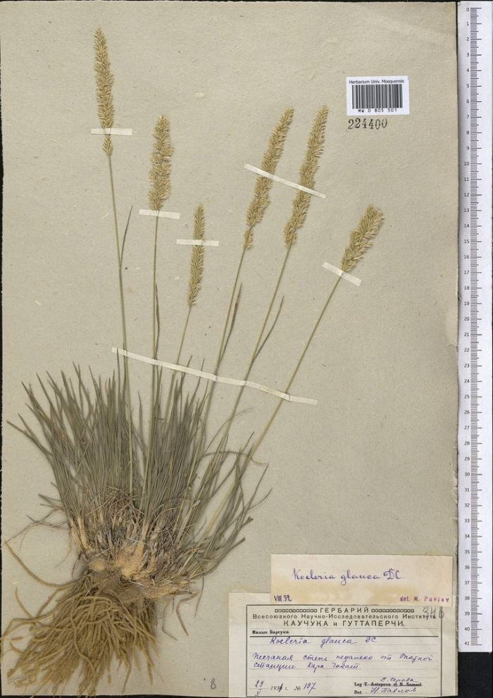 Тонконог сизый koeleria glauca