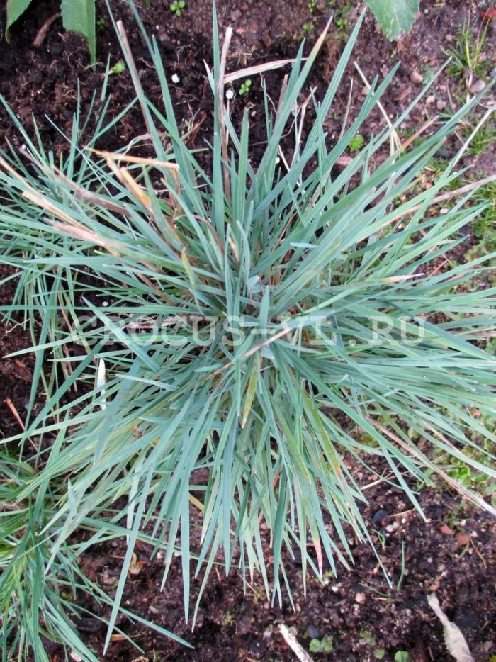 Келерия сизая 'coolio'