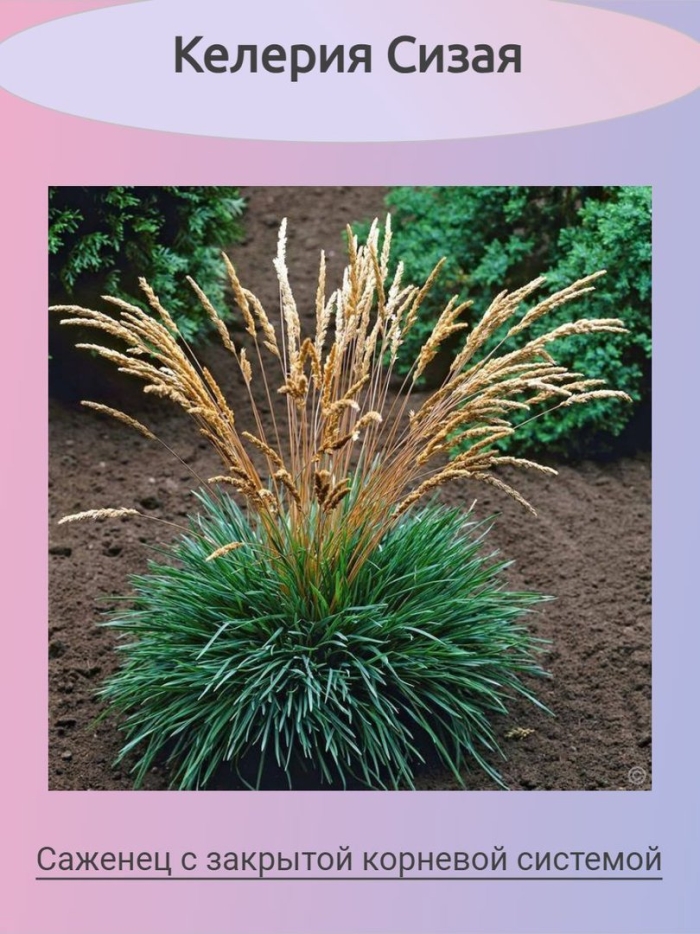 Келерия сизая (тонконог)