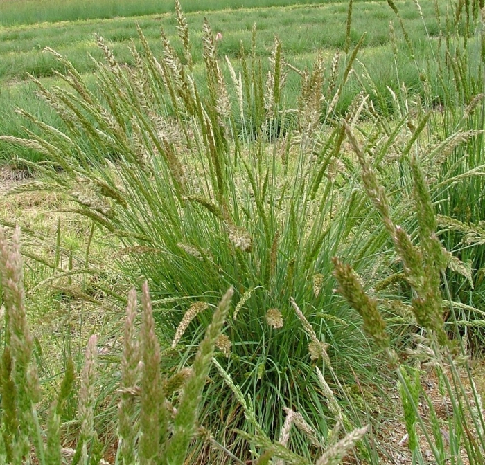 Pennisetum orientale