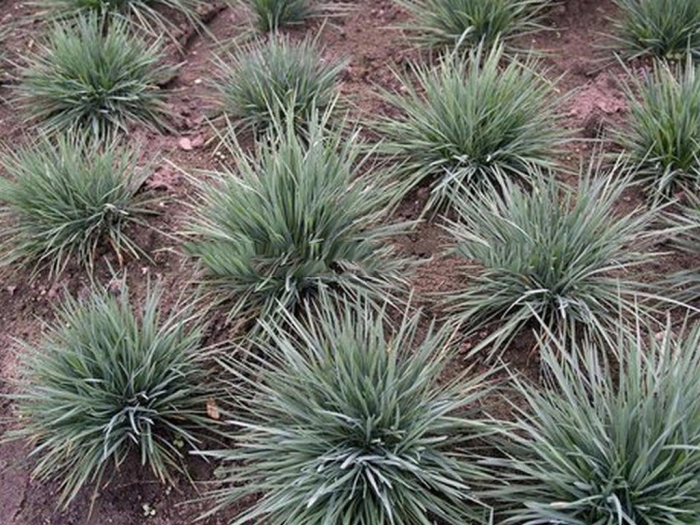 Келерия сизая (тонконог)