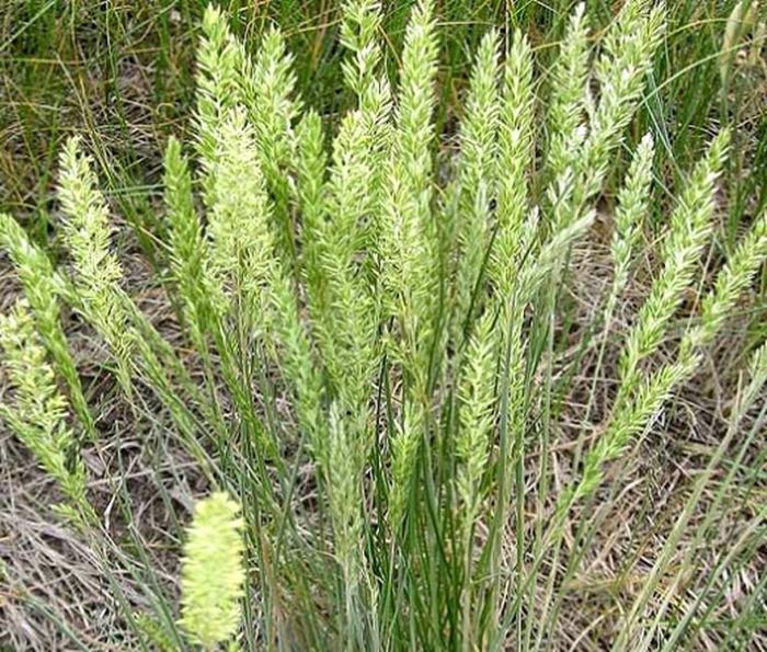 Тонконог жестколистный