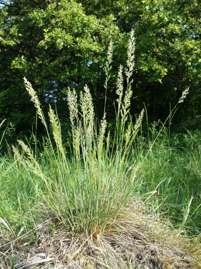 Calamagrostis rubescens