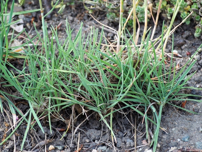 Brachypodium sylvaticum