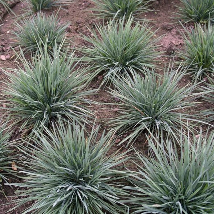 Келерия сизая (тонконог)