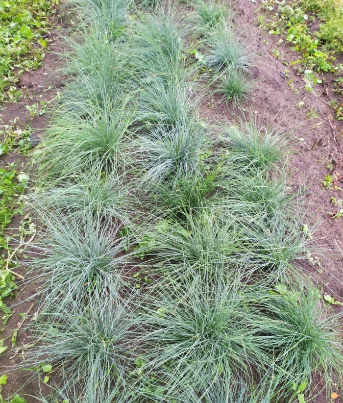 Овсяница сизая (festuca glauca 'varna')