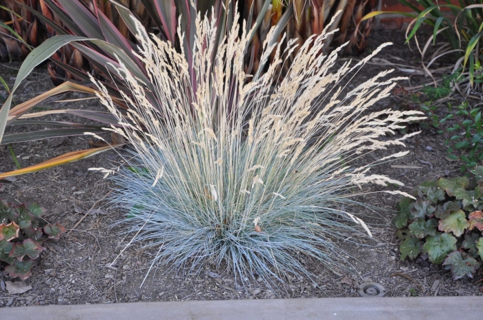 Овсяница фестука сизая