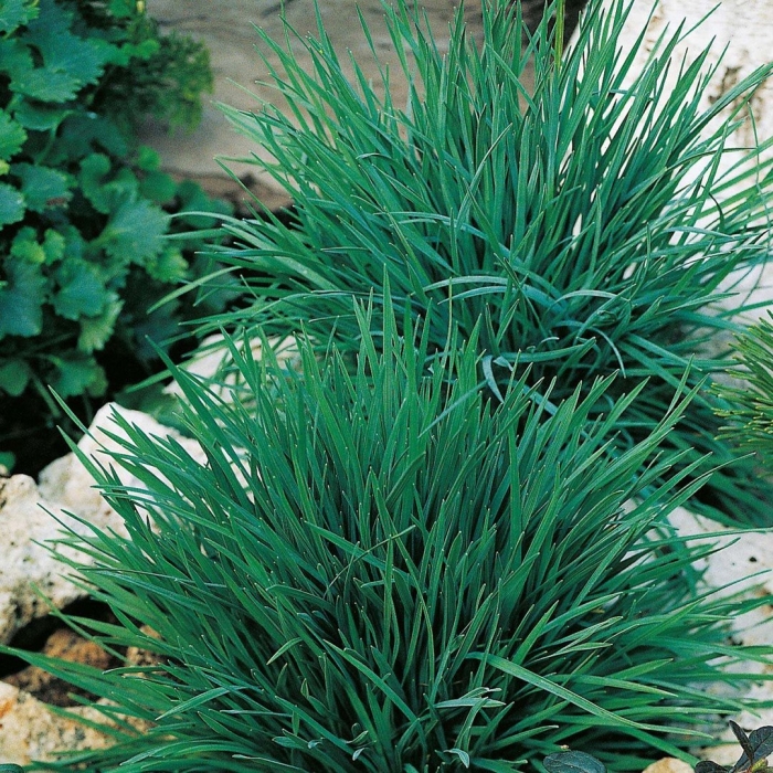 Келерия сизая тонконог сизый