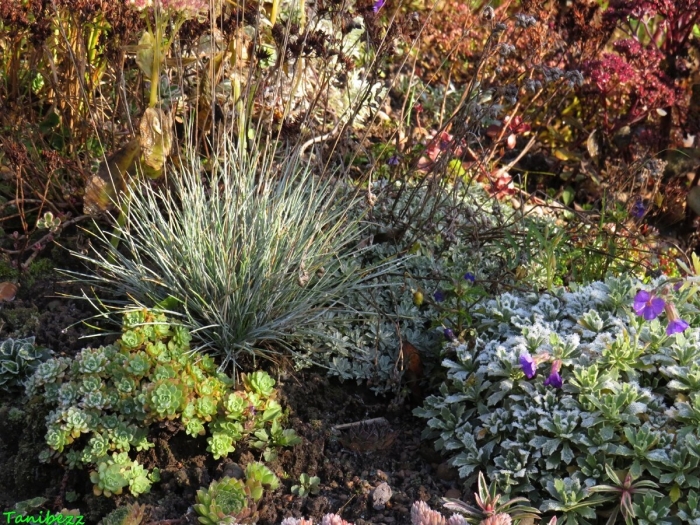 Овсяница сизая  festuca