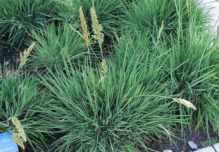 Келерия сизая (тонконог)