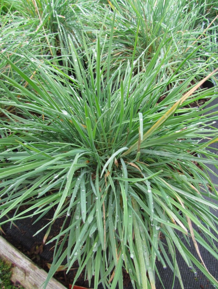 Сеслерия голубая