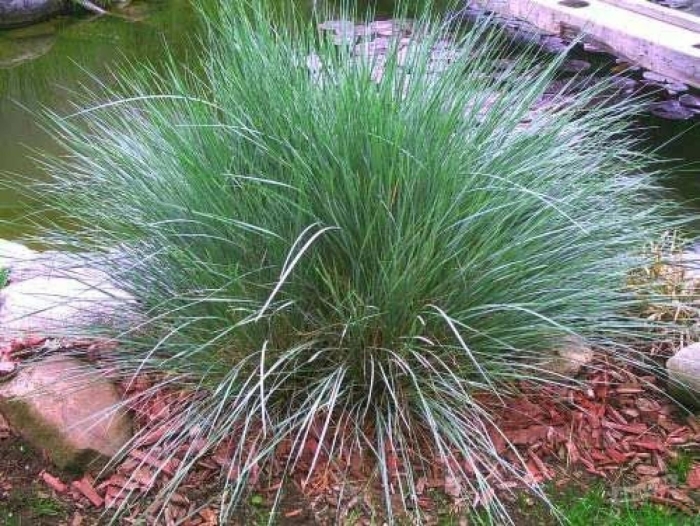 Геликтотрихон (овсец вечнозеленый)