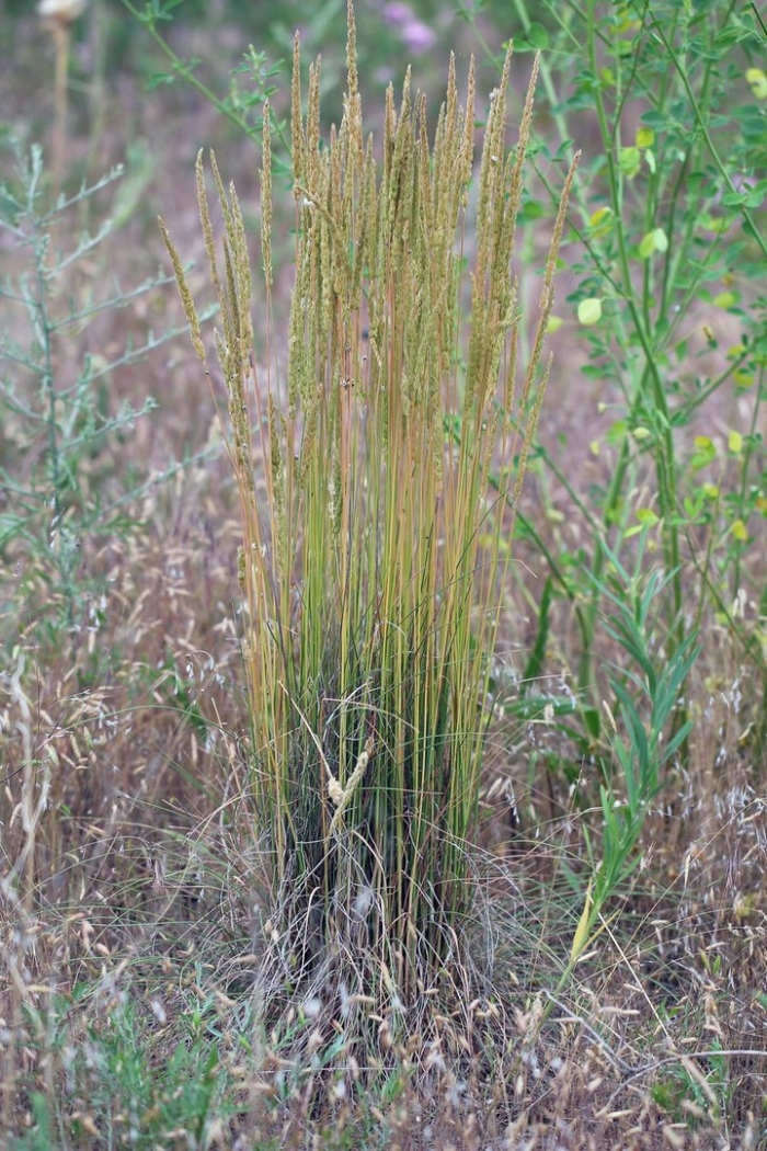 Молиния голубая moorhexe