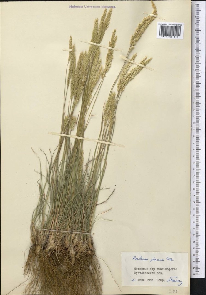 Житняк гребенчатый agropyron cristatum