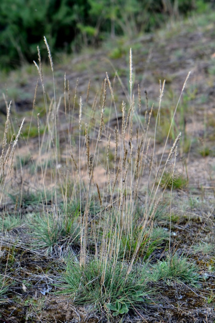 Festuca rubra