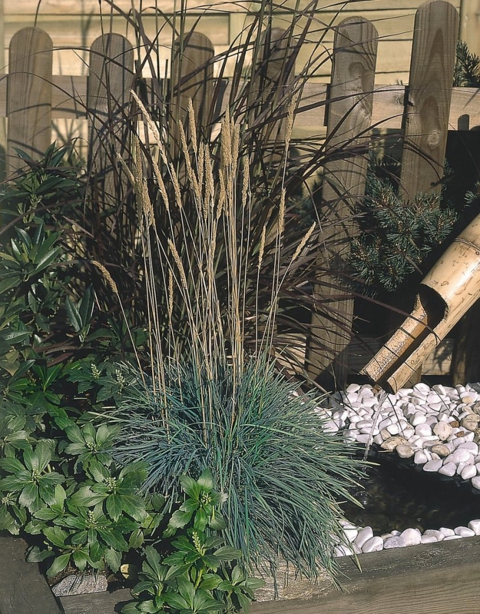 Колосняк элимус песчаный