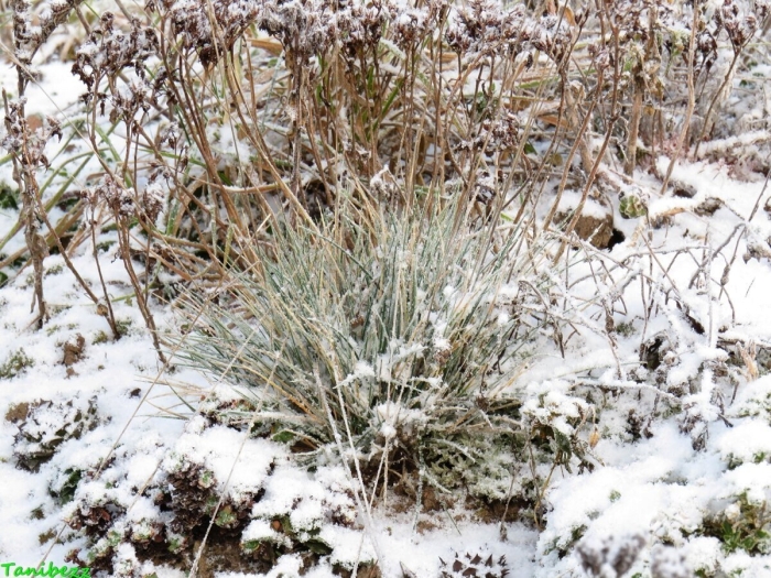 Растения для сада