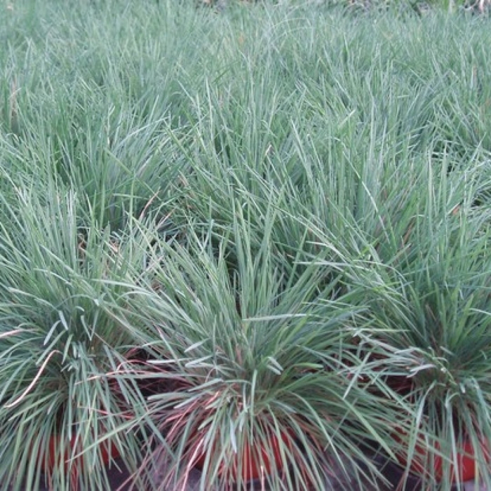 Калерия сизая koeleria