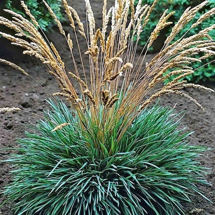 Злаки декоративные